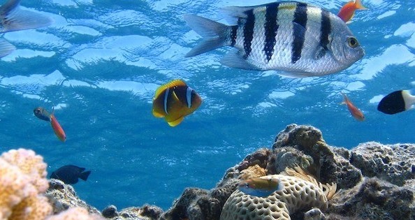 Fera Fish